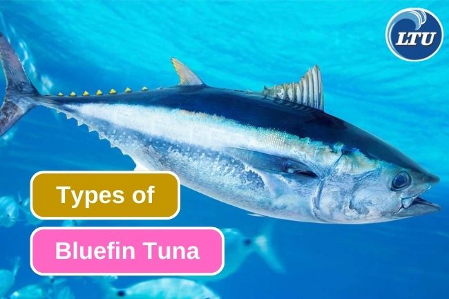 These are 3  Different Types of Bluefin Tuna